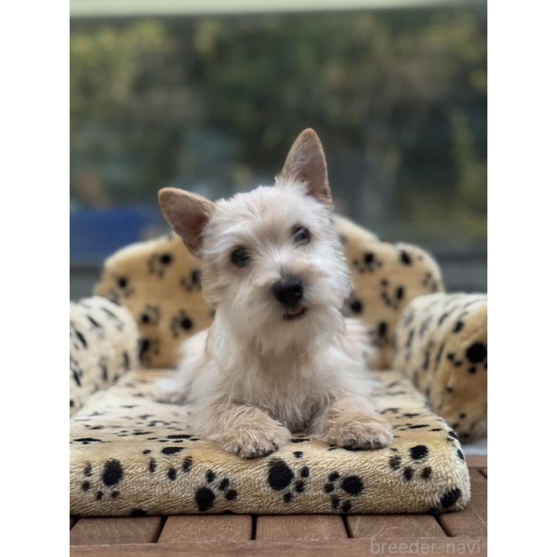 販売中の大阪府のケアーンテリア-434638の4枚目