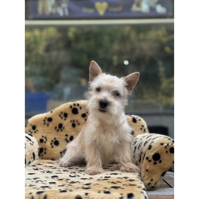 販売中の大阪府のケアーンテリア-434638の3枚目