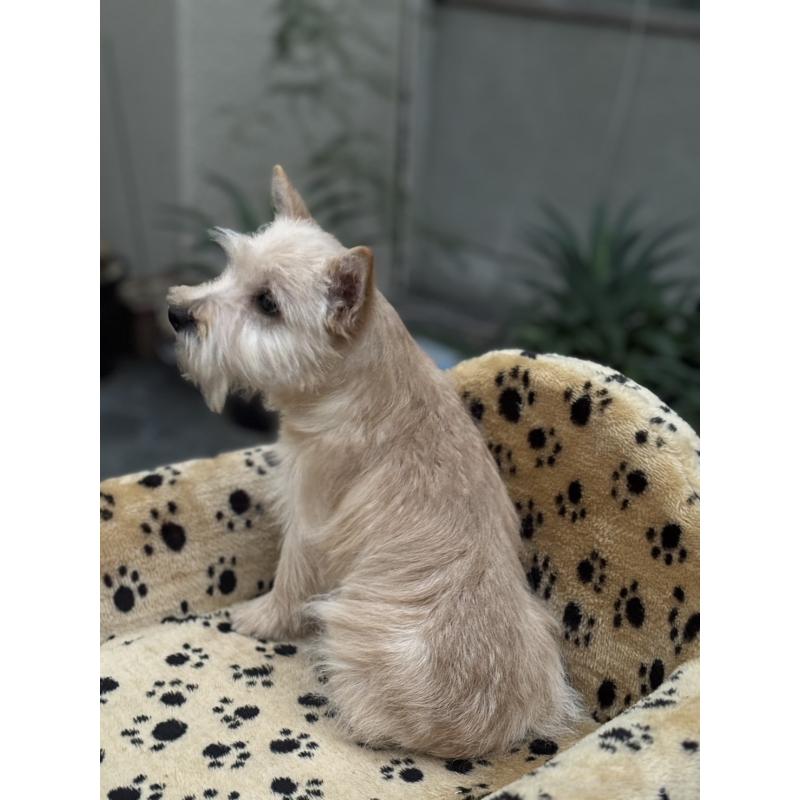 販売中の大阪府のケアーンテリア-434638の2枚目