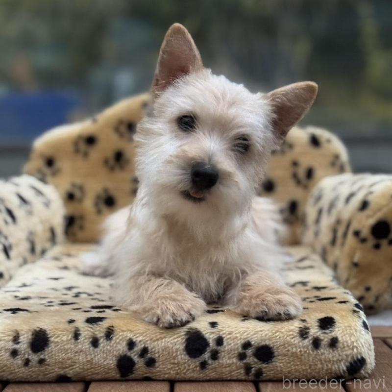 販売中の大阪府のケアーンテリア-434638