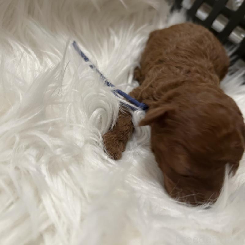 販売中の愛媛県のタイニープードル-434639の5枚目