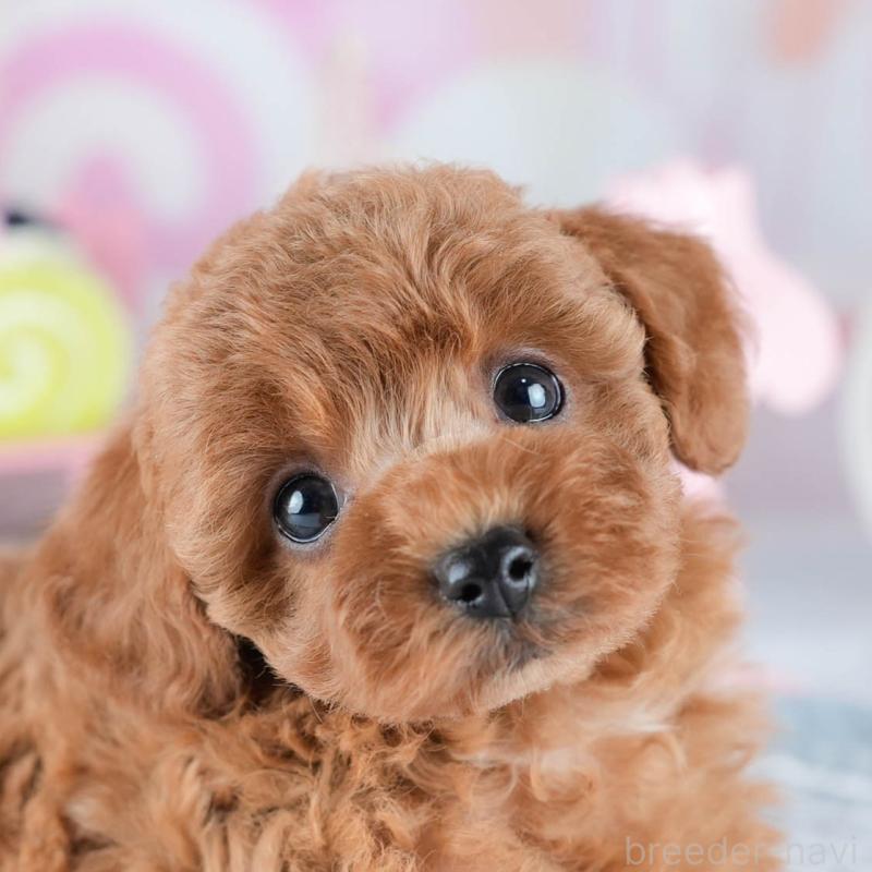 販売中の茨城県のトイプードル-434846