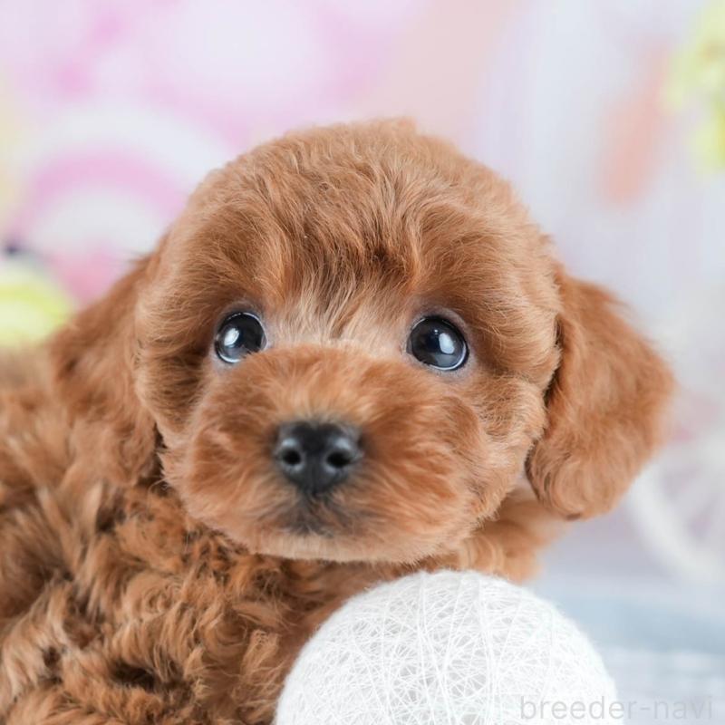 販売中の茨城県のトイプードル-434846の9枚目