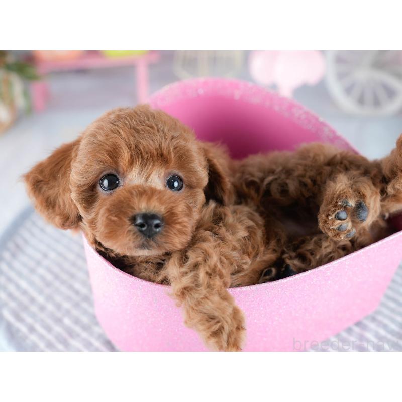 販売中の茨城県のトイプードル-434846の8枚目