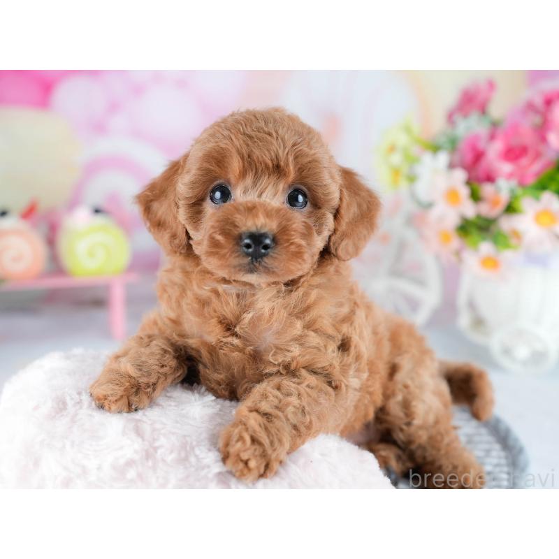 販売中の茨城県のトイプードル-434846の7枚目