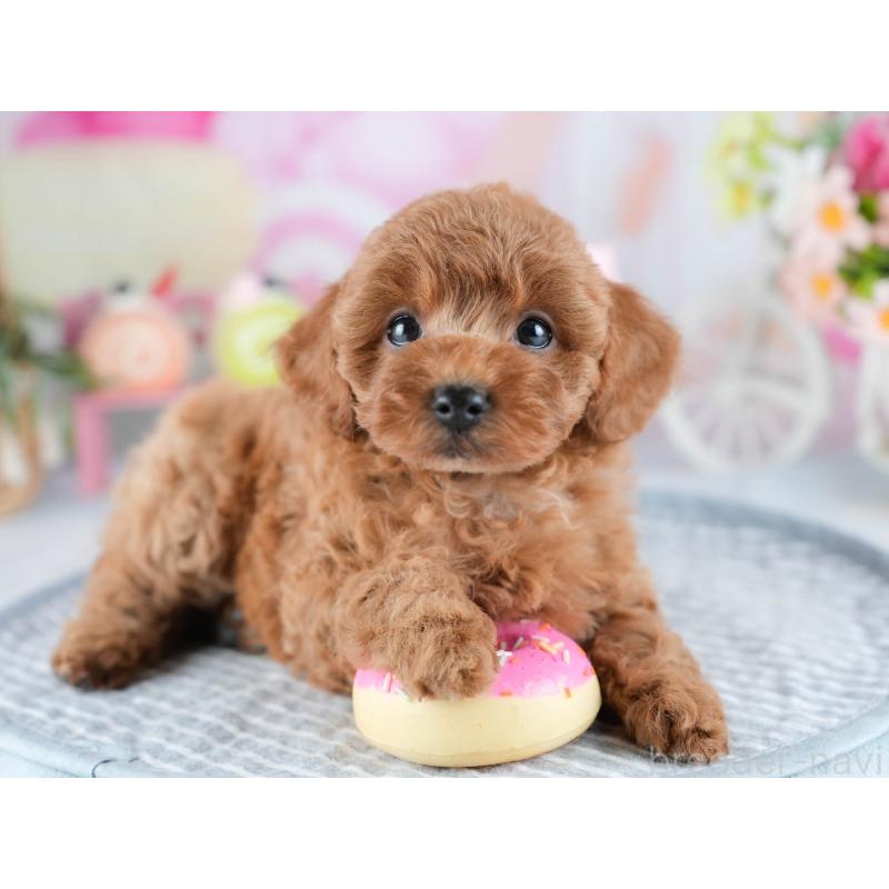 販売中の茨城県のトイプードル-434846の6枚目