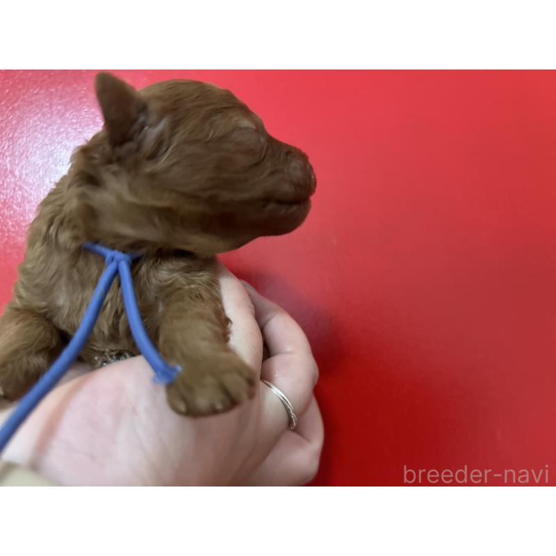 販売中の愛媛県のタイニープードル-434639の3枚目