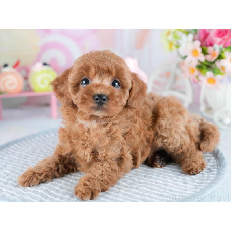 販売中の茨城県のトイプードル-434846の5枚目