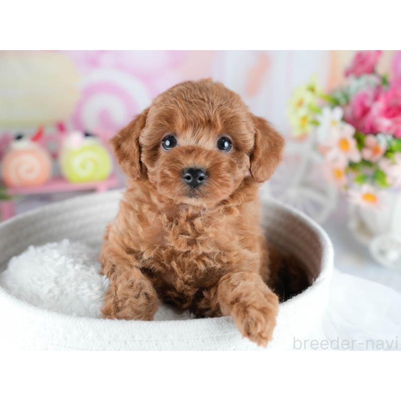 販売中の茨城県のトイプードル-434846の4枚目