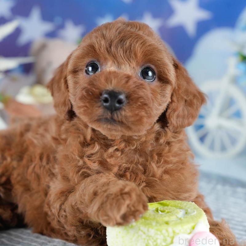 販売中の茨城県のトイプードル-434843