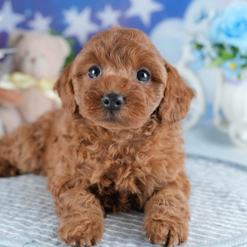 販売中の茨城県のトイプードル-434843の9枚目