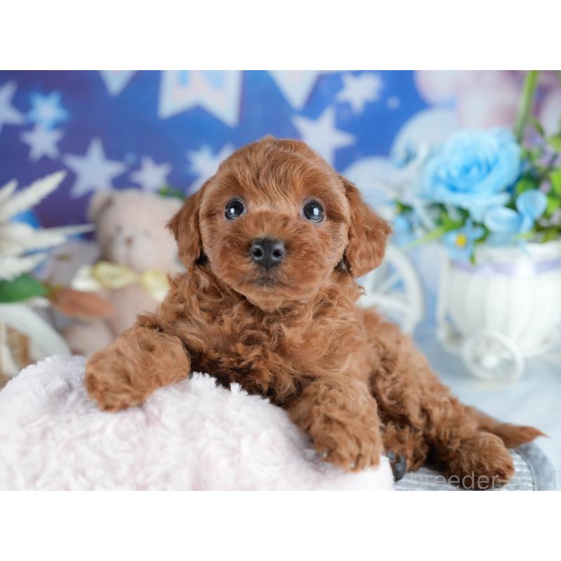 販売中の茨城県のトイプードル-434843の8枚目