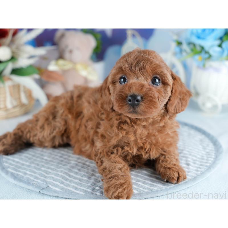 販売中の茨城県のトイプードル-434843の7枚目