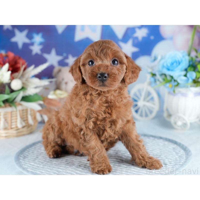 販売中の茨城県のトイプードル-434843の6枚目