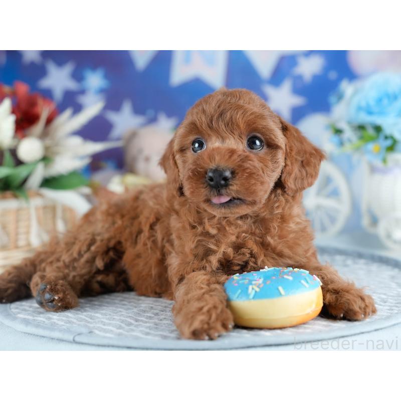 販売中の茨城県のトイプードル-434843の5枚目