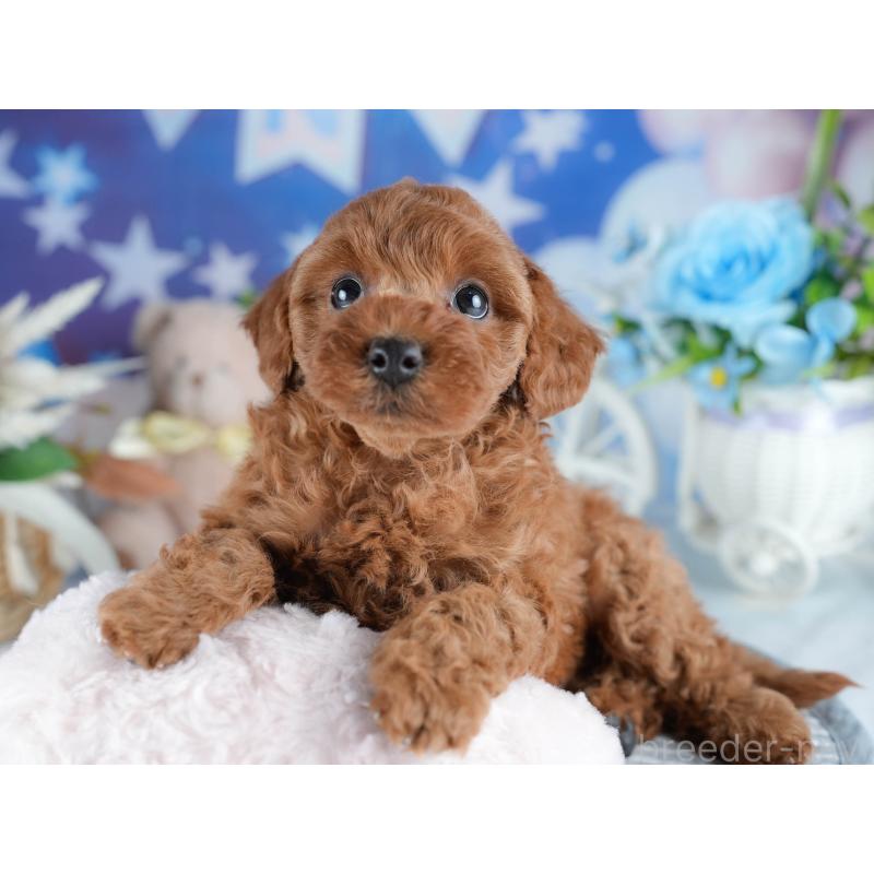 販売中の茨城県のトイプードル-434843の4枚目