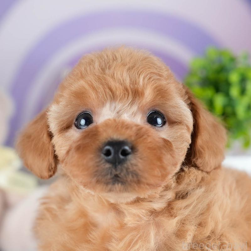 販売中の茨城県のトイプードル-434842