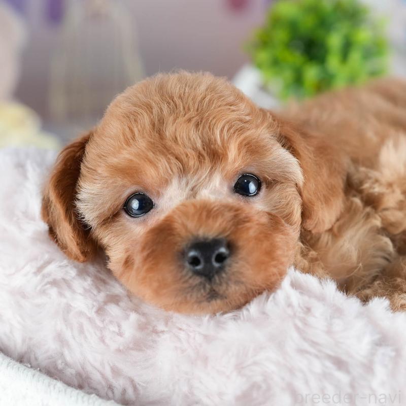 販売中の茨城県のトイプードル-434842の9枚目