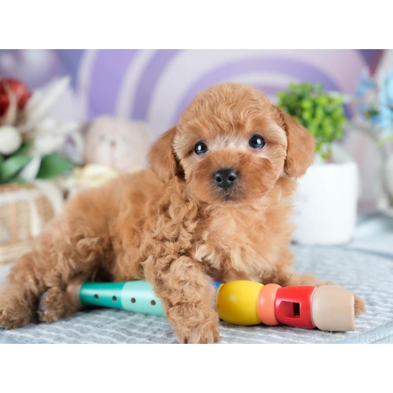 販売中の茨城県のトイプードル-434842の8枚目