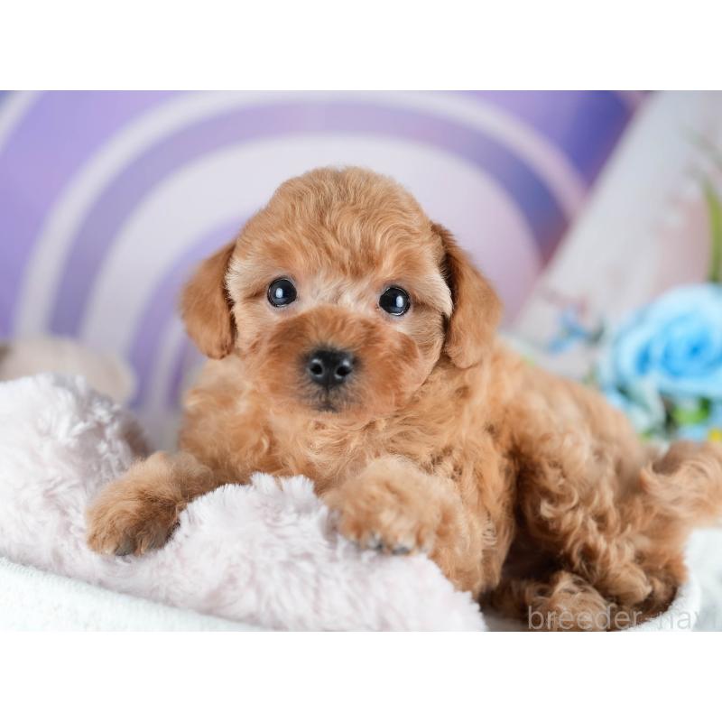 販売中の茨城県のトイプードル-434842の7枚目