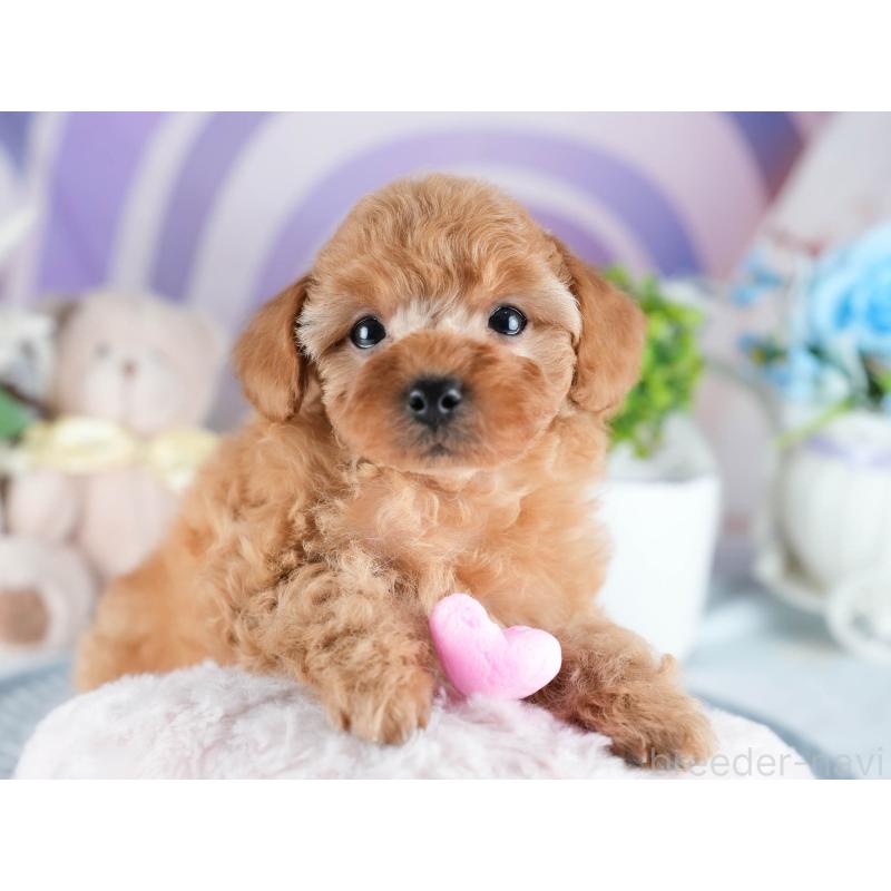 販売中の茨城県のトイプードル-434842の6枚目