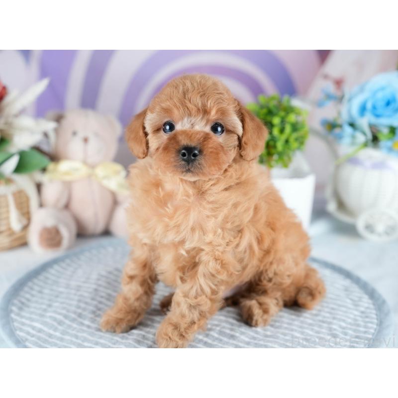 販売中の茨城県のトイプードル-434842の5枚目