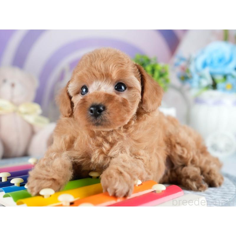 販売中の茨城県のトイプードル-434842の4枚目