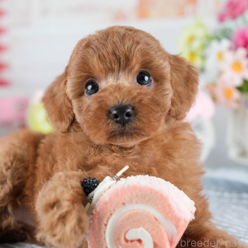 販売中の茨城県のトイプードル-434841