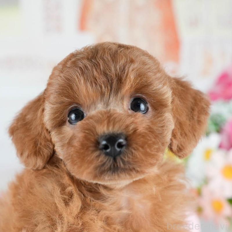 販売中の茨城県のトイプードル-434841の9枚目