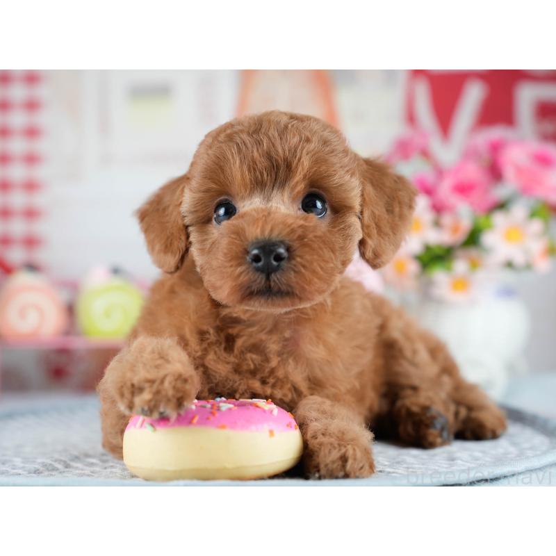 販売中の茨城県のトイプードル-434841の8枚目