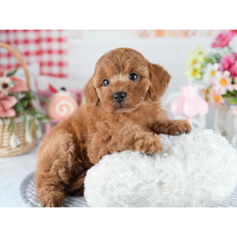 販売中の茨城県のトイプードル-434841の7枚目