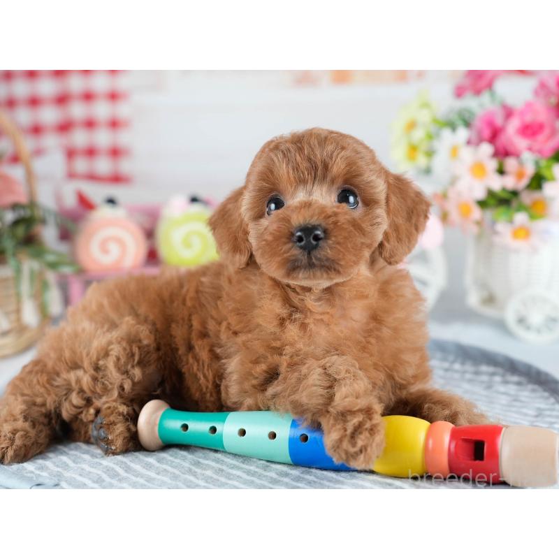 販売中の茨城県のトイプードル-434841の6枚目