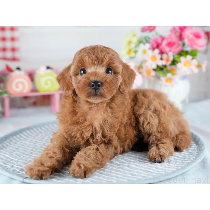 販売中の茨城県のトイプードル-434841の5枚目