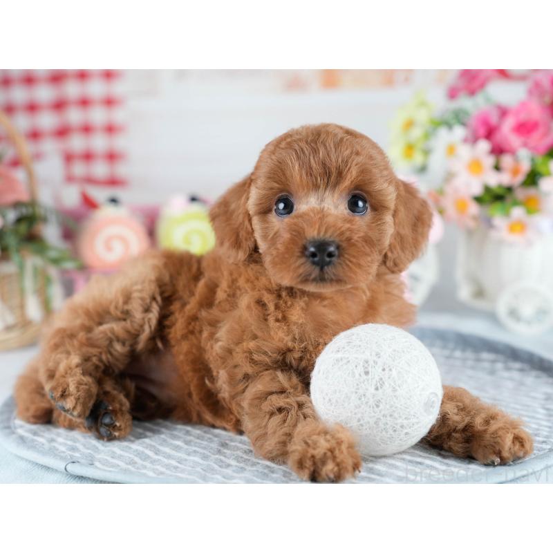 販売中の茨城県のトイプードル-434841の4枚目