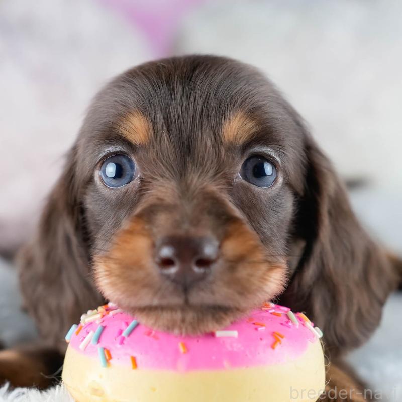 販売中の茨城県のミニチュアダックスフンド(ロングヘアード)-434839