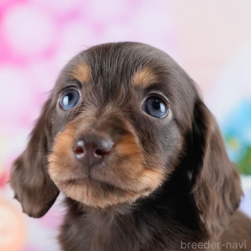 販売中の茨城県のミニチュアダックスフンド(ロングヘアード)-434839の8枚目