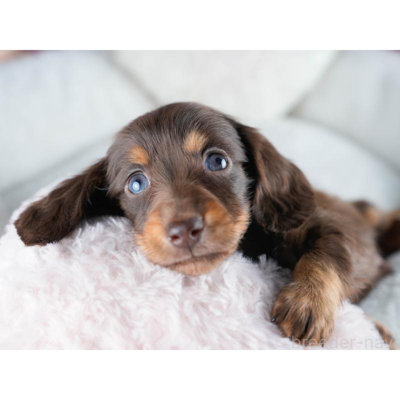 販売中の茨城県のミニチュアダックスフンド(ロングヘアード)-434839の7枚目