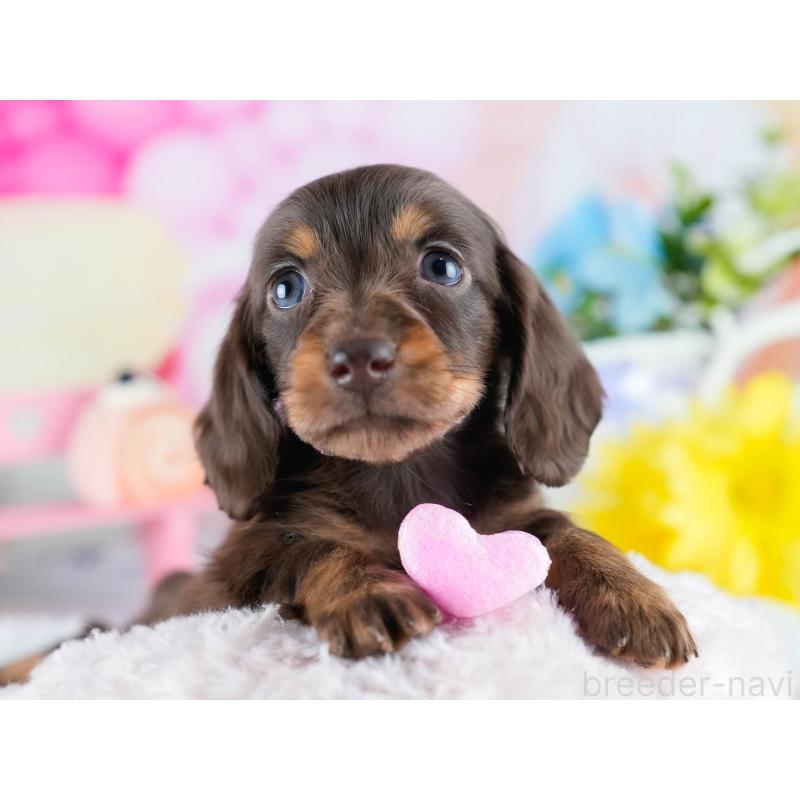 販売中の茨城県のミニチュアダックスフンド(ロングヘアード)-434839の6枚目