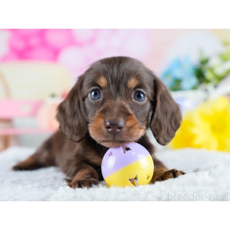 販売中の茨城県のミニチュアダックスフンド(ロングヘアード)-434839の5枚目