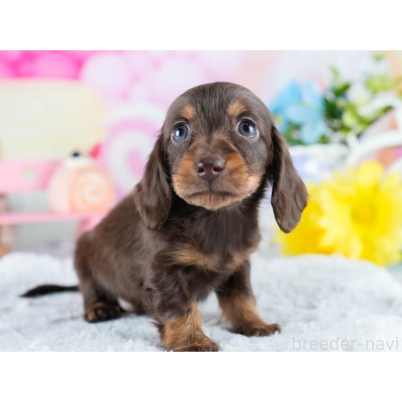 販売中の茨城県のミニチュアダックスフンド(ロングヘアード)-434839の4枚目