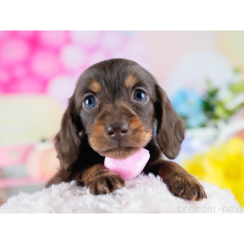 販売中の茨城県のミニチュアダックスフンド(ロングヘアード)-434839の3枚目