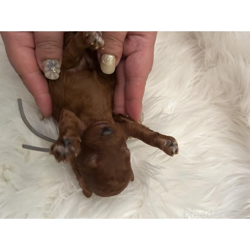 販売中の愛媛県のタイニープードル-434640の5枚目