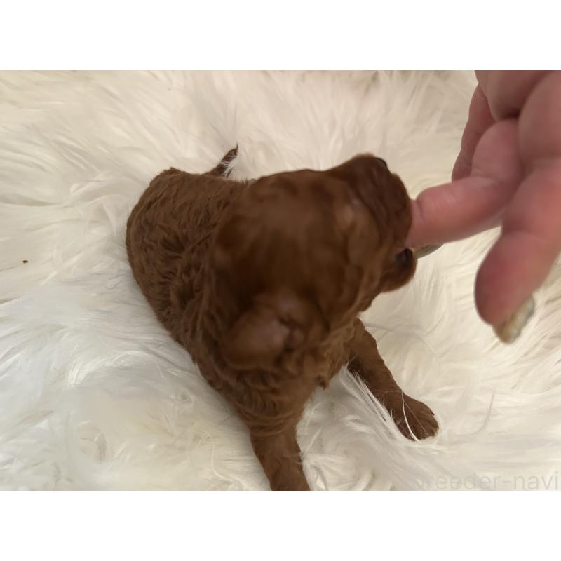 販売中の愛媛県のタイニープードル-434640の4枚目