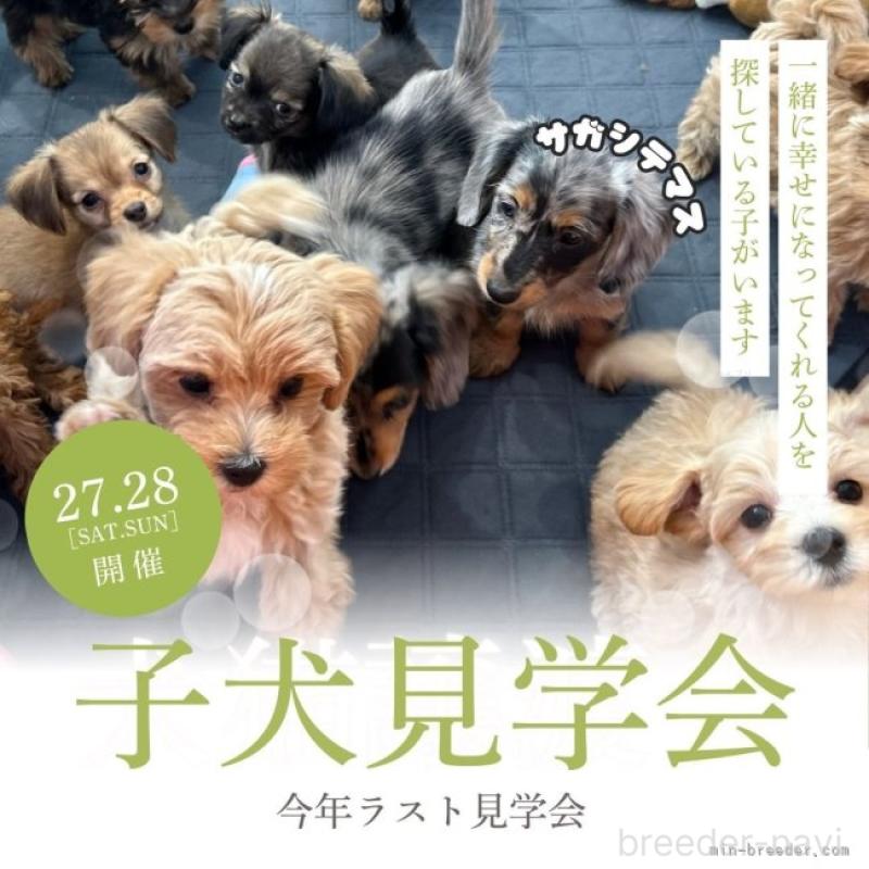 販売中の茨城県のミニチュアダックスフンド(ロングヘアード)-434836の17枚目