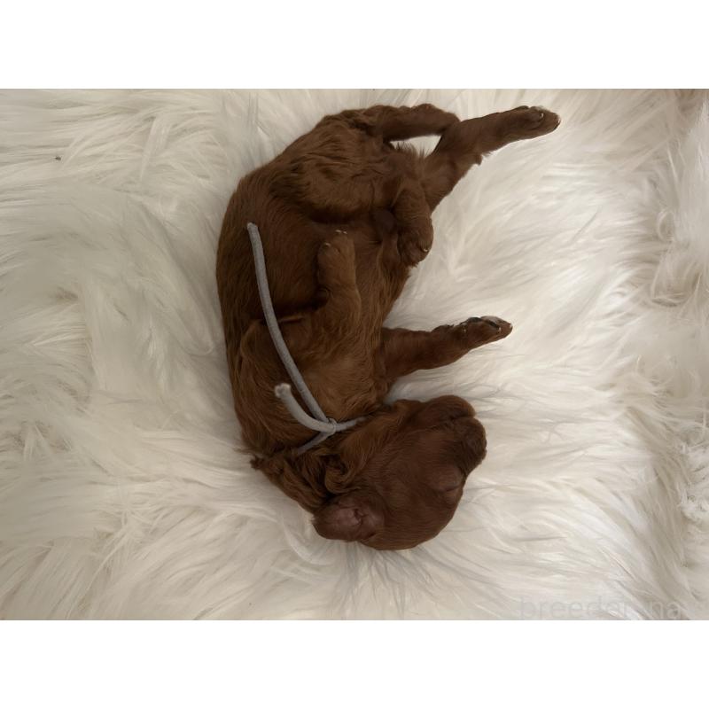 販売中の愛媛県のタイニープードル-434640の3枚目