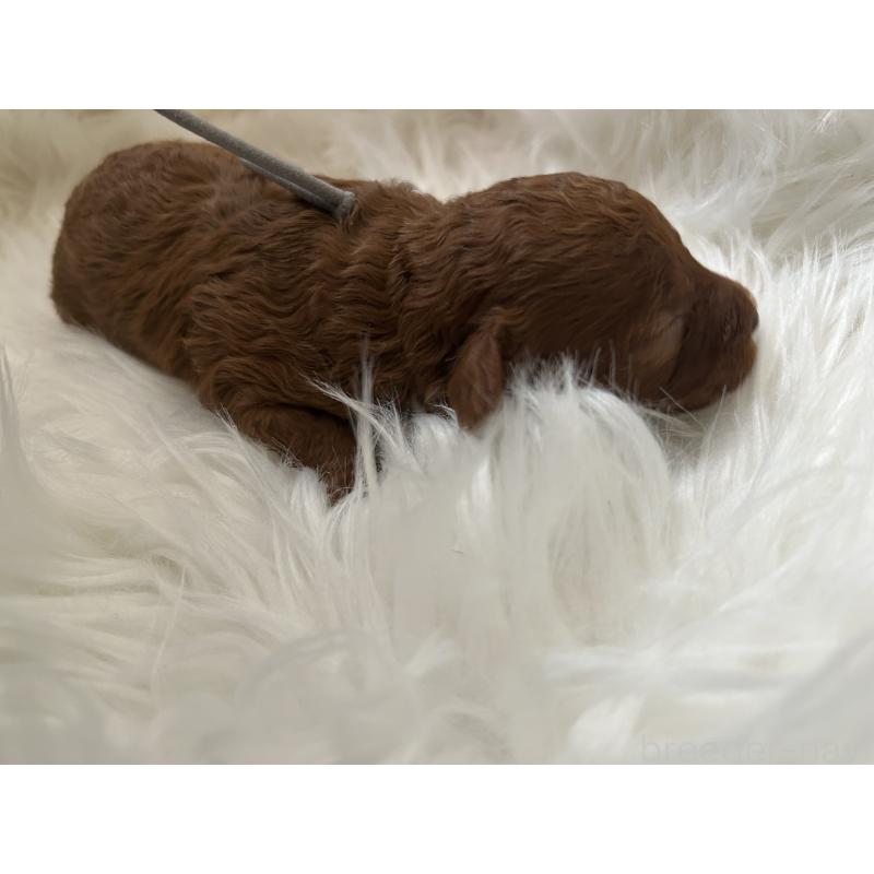 販売中の愛媛県のタイニープードル-434640の2枚目