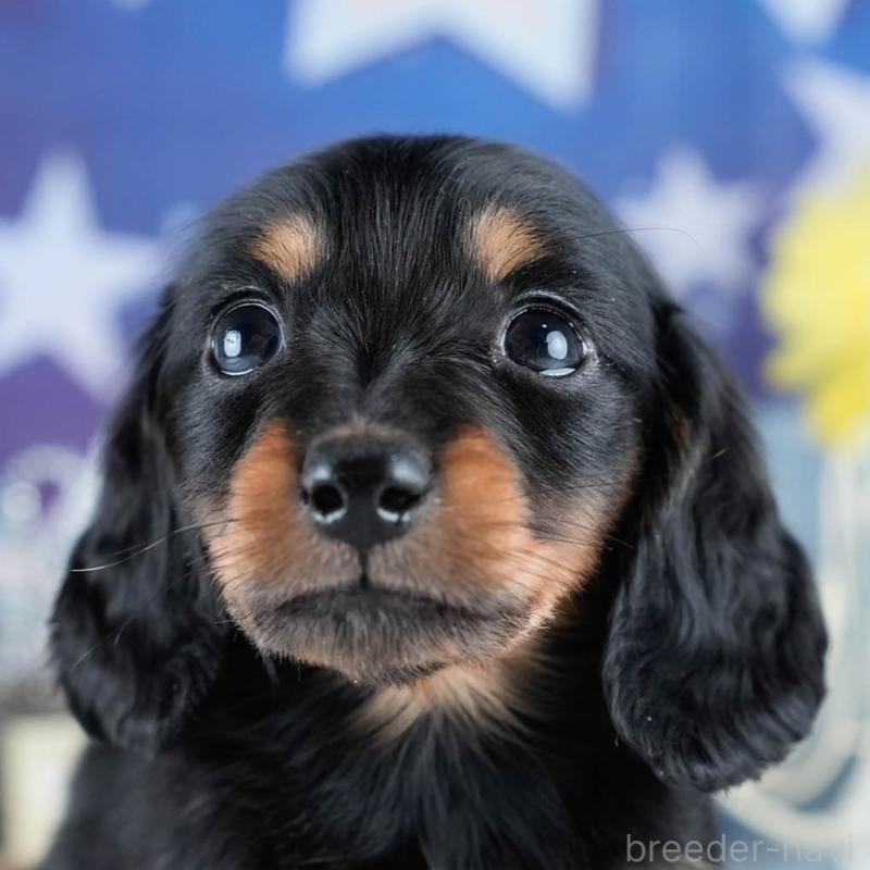 販売中の茨城県のミニチュアダックスフンド(ロングヘアード)-434836の9枚目