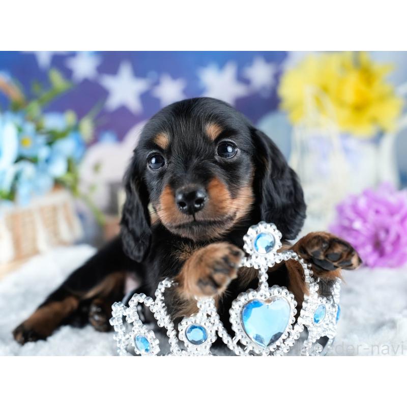 販売中の茨城県のミニチュアダックスフンド(ロングヘアード)-434836の8枚目