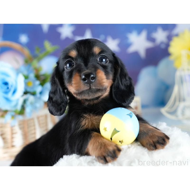 販売中の茨城県のミニチュアダックスフンド(ロングヘアード)-434836の7枚目