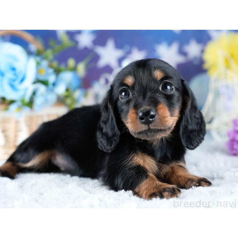 販売中の茨城県のミニチュアダックスフンド(ロングヘアード)-434836の6枚目